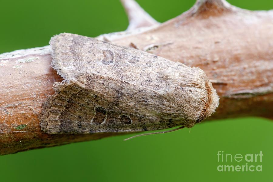 Vines Rustic Moth #1 Photograph by Heath Mcdonald/science Photo Library
