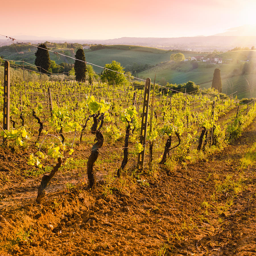 Vineyard At Chianti Region Hills On #1 Photograph by Franckreporter