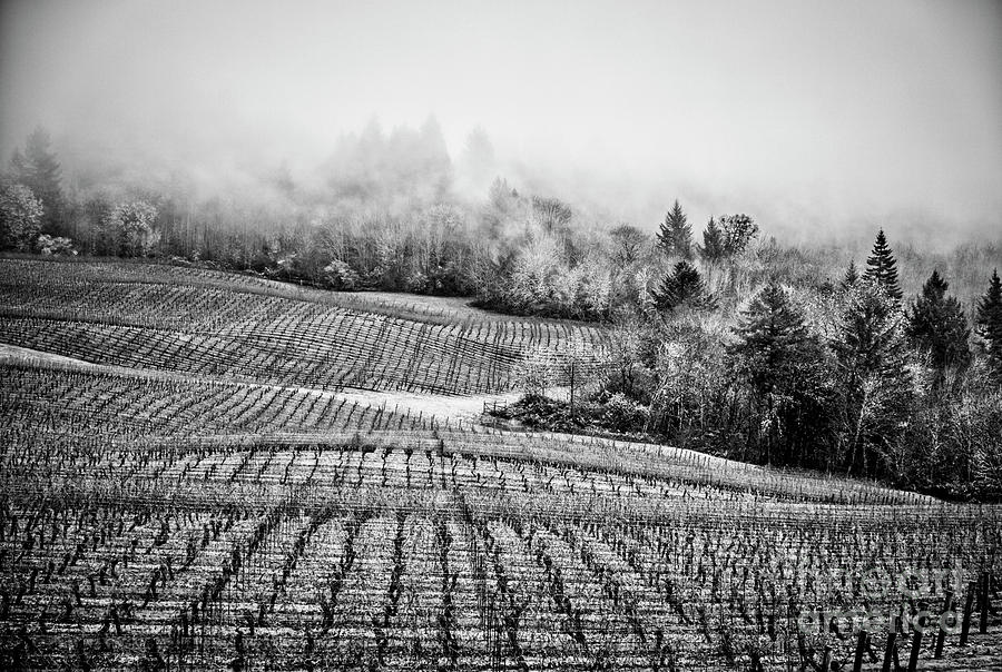 Vineyard in Black and White #1 Photograph by Bruce Block
