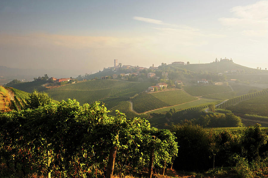 Vineyard Landscape Belonging To The Gaja Vineyard, Piedmont, Italy #1 Photograph by Torri Tre