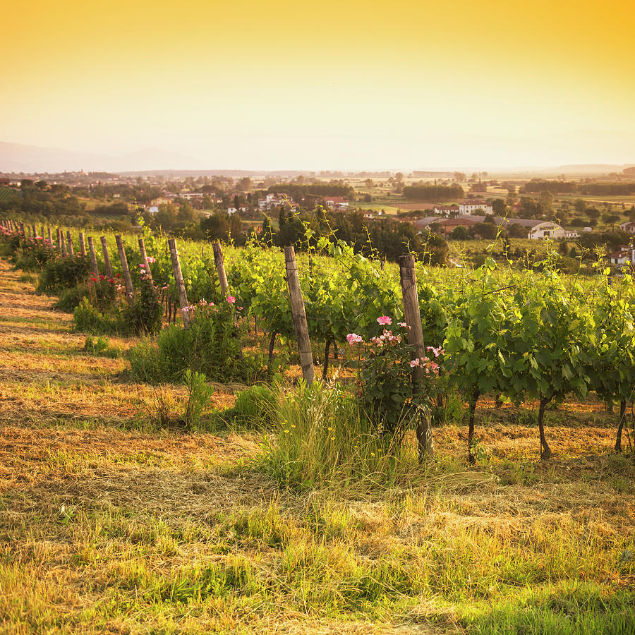 Vineyard On Chianti Region Hills - Italy #1 Photograph by Franckreporter