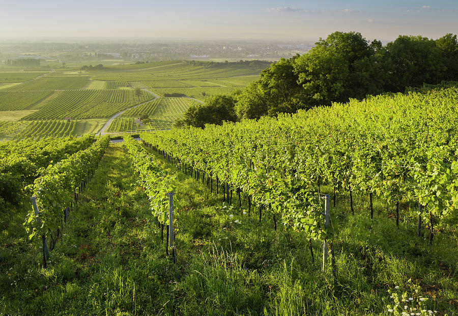 Vineyards Between Baden Near Vienna And Gumpoldskirchen, Vienna Basin, Lower Austria, Austria #1 Photograph by Rainer Mirau