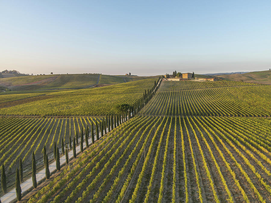 Vineyards, Chianti, Tuscany, Italy #1 Digital Art by Guido Cozzi