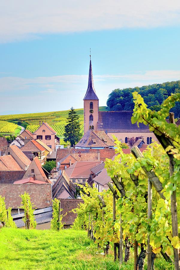 Vineyards In Alsace #1 Digital Art by Francesco Carovillano