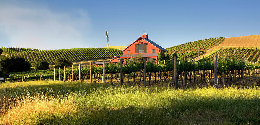 Vineyards, Napa Valley, California #1 Digital Art by Massimo Ripani