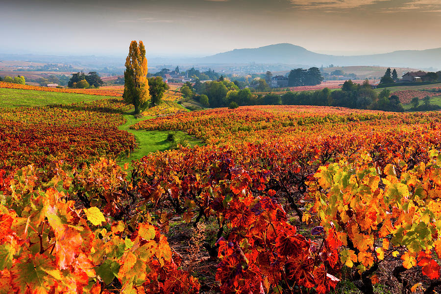 Vineyards, Rhone, France #1 Digital Art by Olimpio Fantuz