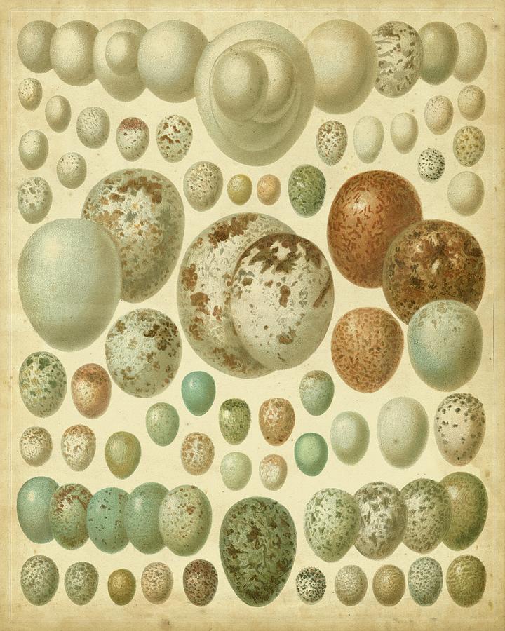 Nature Painting - Vintage Bird Eggs I #1 by Meyers