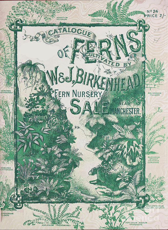 Vintage Painting - Vintage Botanical Ferns #1 by Mindy Sommers