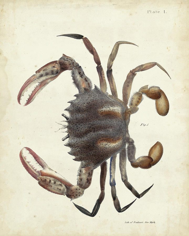 Animal Painting - Vintage Crab I #1 by Dekay