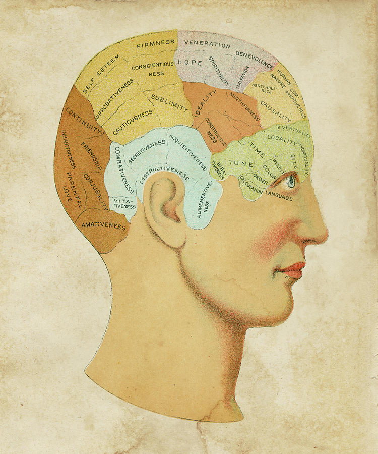 Professional Painting - Vintage Phrenology #1 by Vision Studio