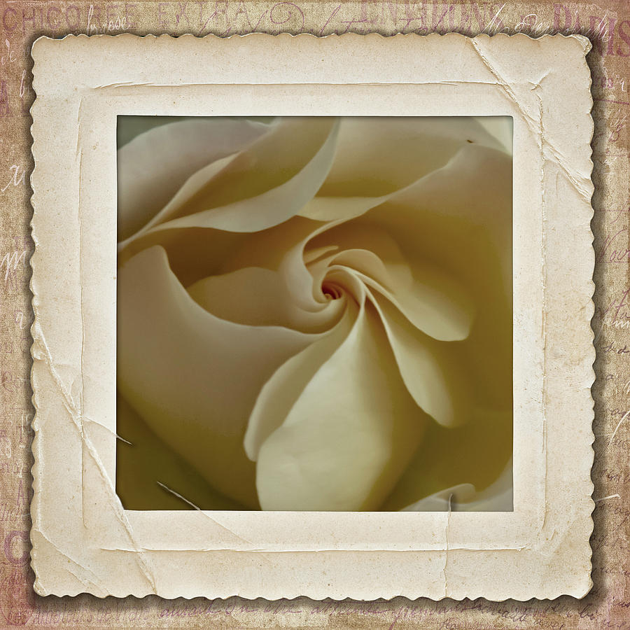 Vintage Rose by Cathy Kovarik Vintage Rose by Cathy Kovarik