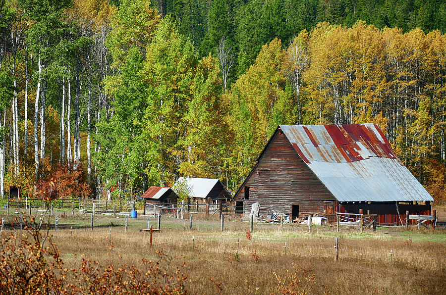Vintage wooden barn with autumn poplars #2 Photograph by Steve Estvanik