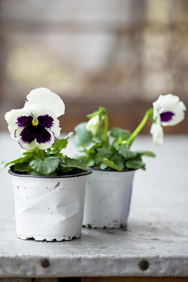 Violas In Plastic Pots #1 Photograph by Alicja Koll