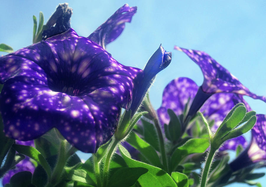 Violet Flowers 1 #1 Photograph by Jaeda DeWalt