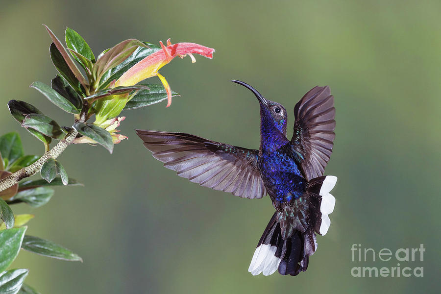 Violet Sabrewing Hummingbird Feeding From A Flower #1 Photograph by Dr P. Marazzi/science Photo Library
