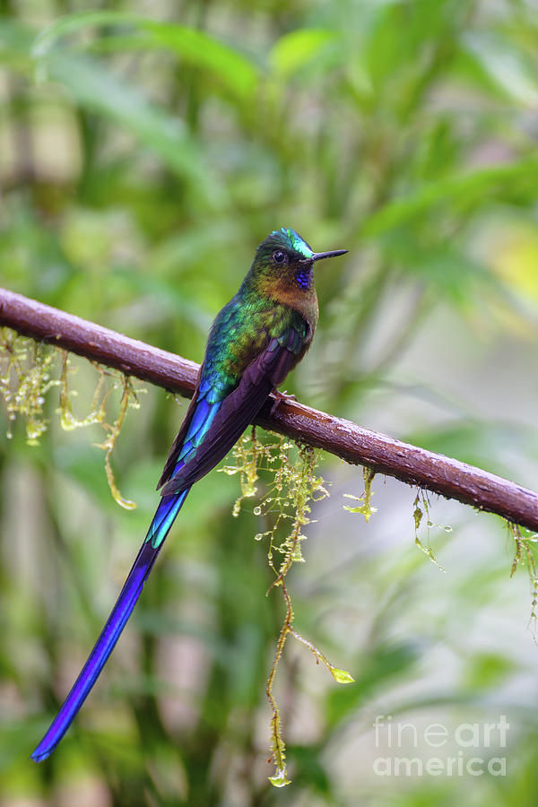 Violet-tailed Sylph #1 by Dr P. Marazzi/science Photo Library