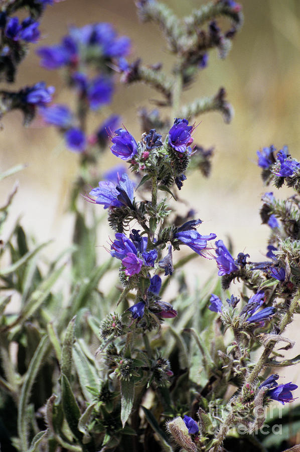 Viper's Bugloss Photograph by Annie Haycock/science Photo Library ...