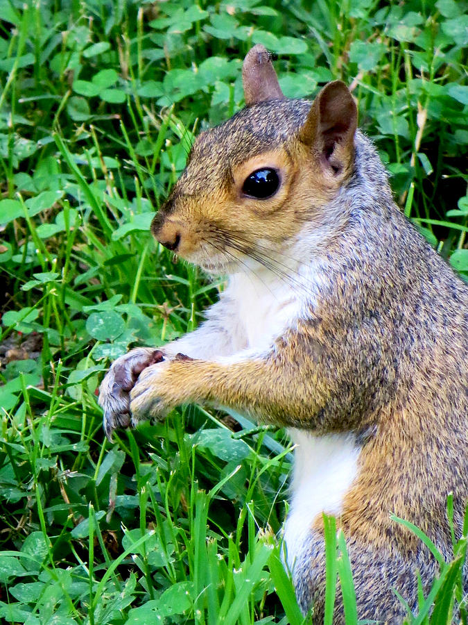 Virginia Squirrel #1 Photograph by Rachel Morrison
