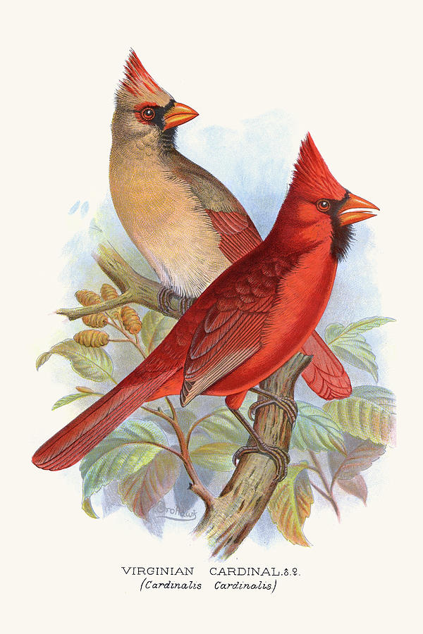 Virginian Cardinal #1 Painting by F.W. Frohawk