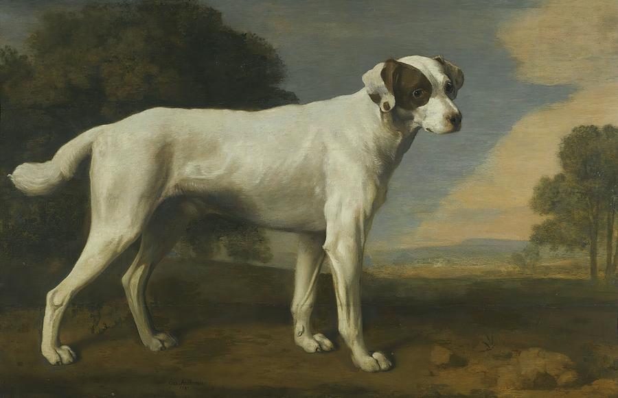 George Stubbs Painting - Viscount Gormanstons White Dog by George Stubbs