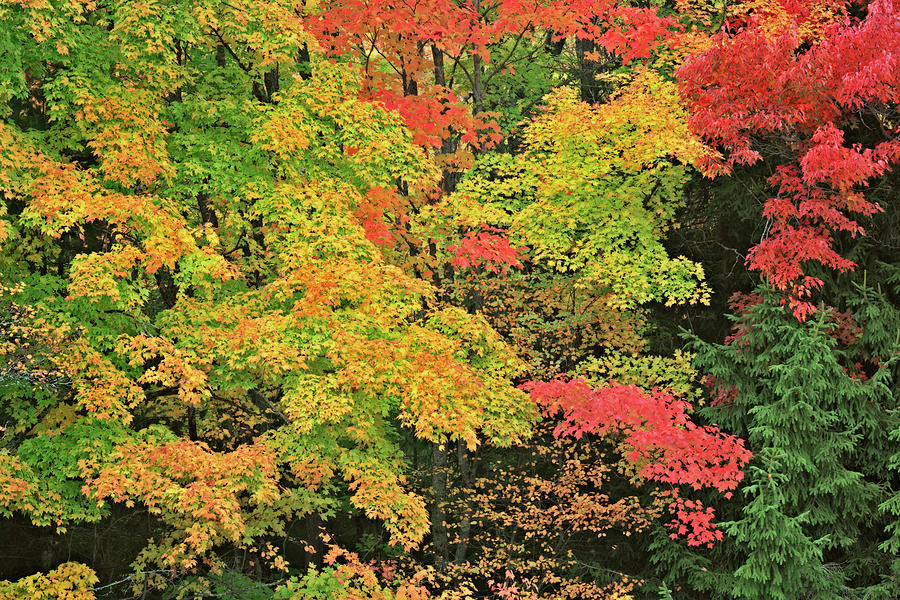 Vivid Red Sugar Maple Trees Highlight The Autumn Colors Of The Hiawatha