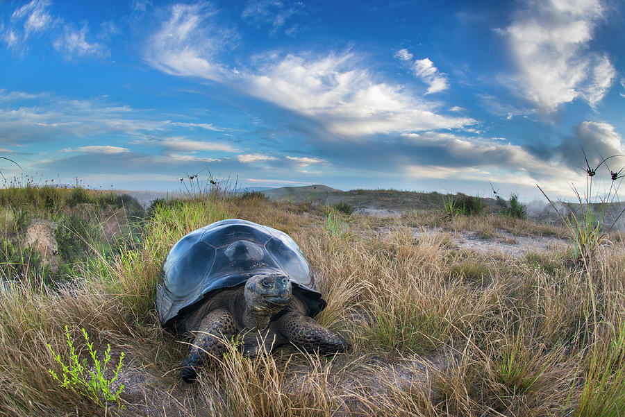 Volcan Alcedo Giant Tortoise #1 Photograph by Tui De Roy