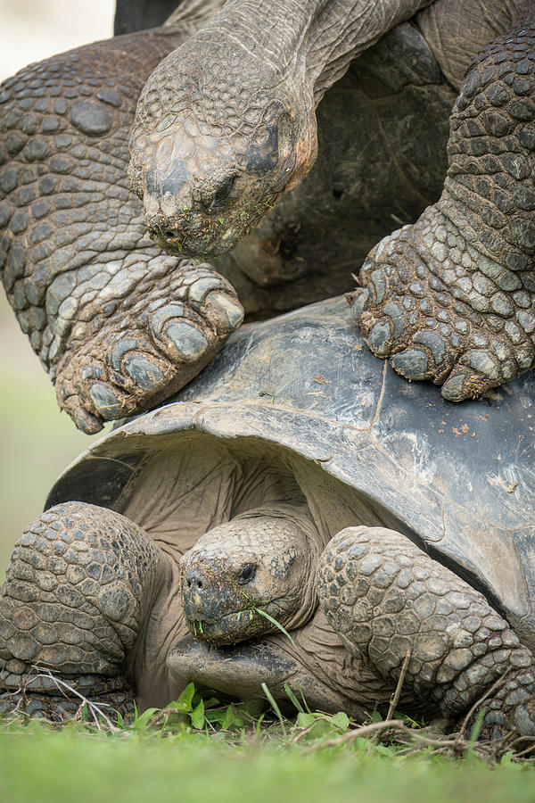 Volcan Alcedo Giant Tortoises Mating #1 Photograph by Tui De Roy