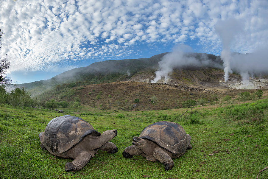 Volcan Alcedo Tortoises And Fumaroles #1 Photograph by Tui De Roy