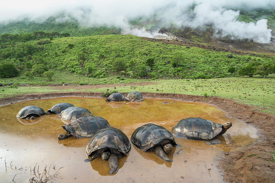 Volcan Alcedo Tortoises In Wallow #1 Photograph by Tui De Roy