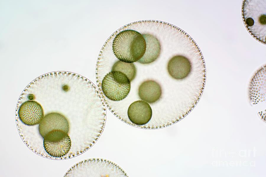 Alga Photograph - Volvox Green Algae #1 by Frank Fox/science Photo Library
