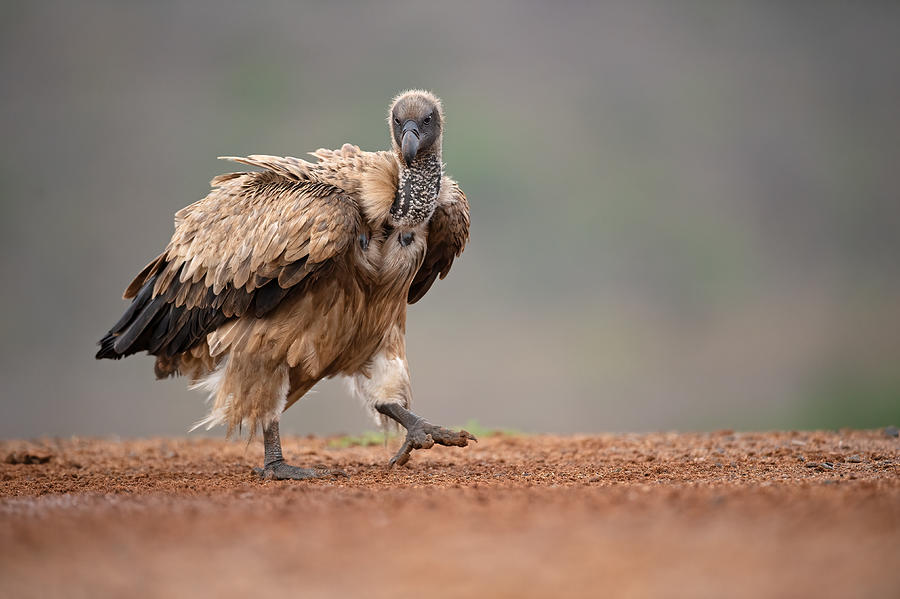 Wildlife Photograph - Vulture #1 by Marco Pozzi