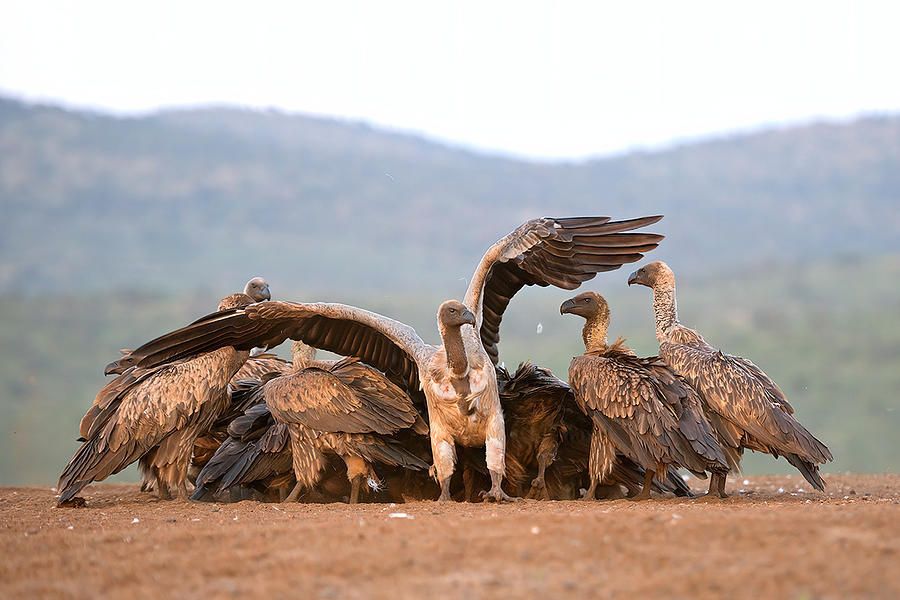 Vultures #1 Photograph by Marco Pozzi
