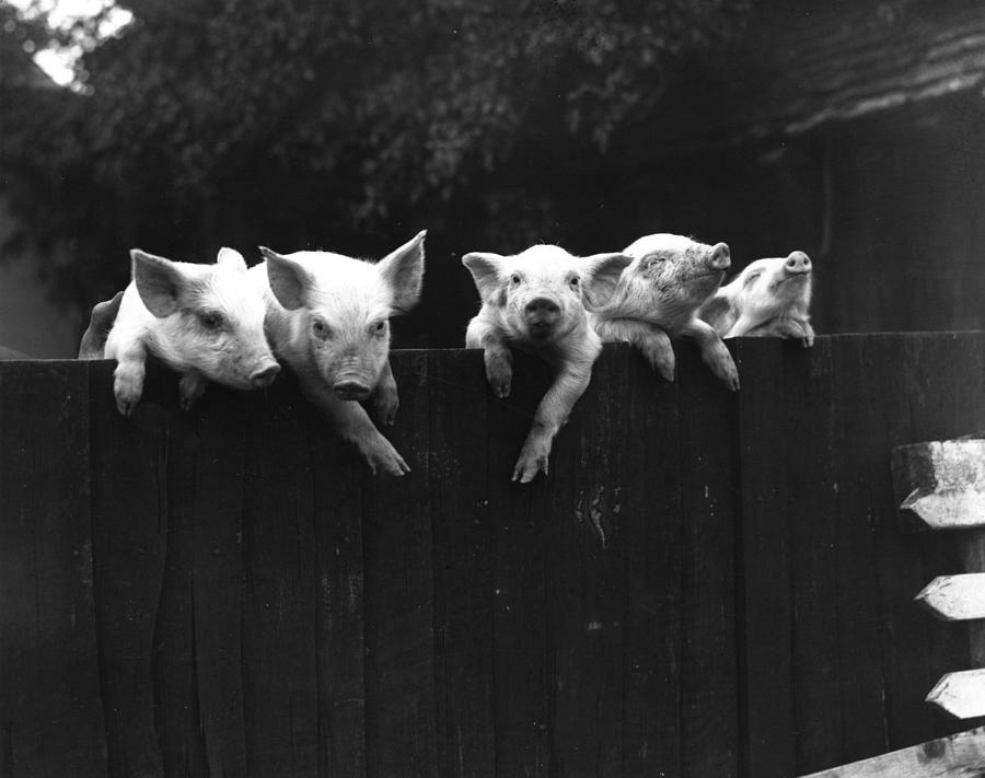 Wall Pigs #1 Photograph by Fox Photos