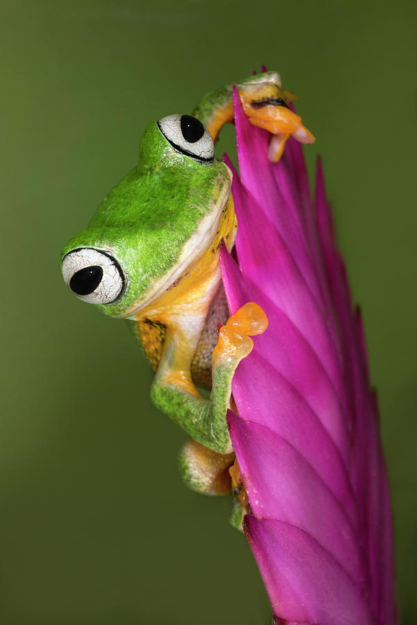 Wallace's Flying Frog Photograph By Adam Jones - Fine Art America