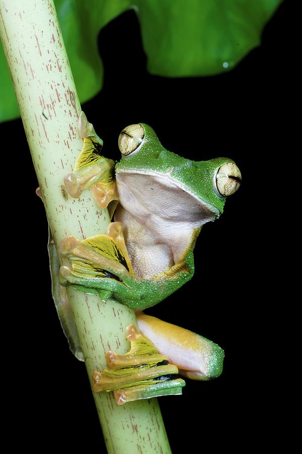 Wallace's Flying Frog (rhacophorus Photograph by Nick Garbutt | Fine ...