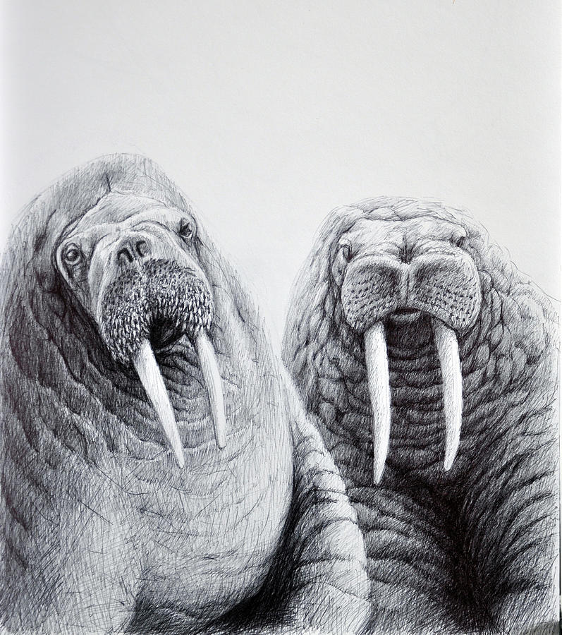 Walrus Buddies Drawing by Rick Hansen