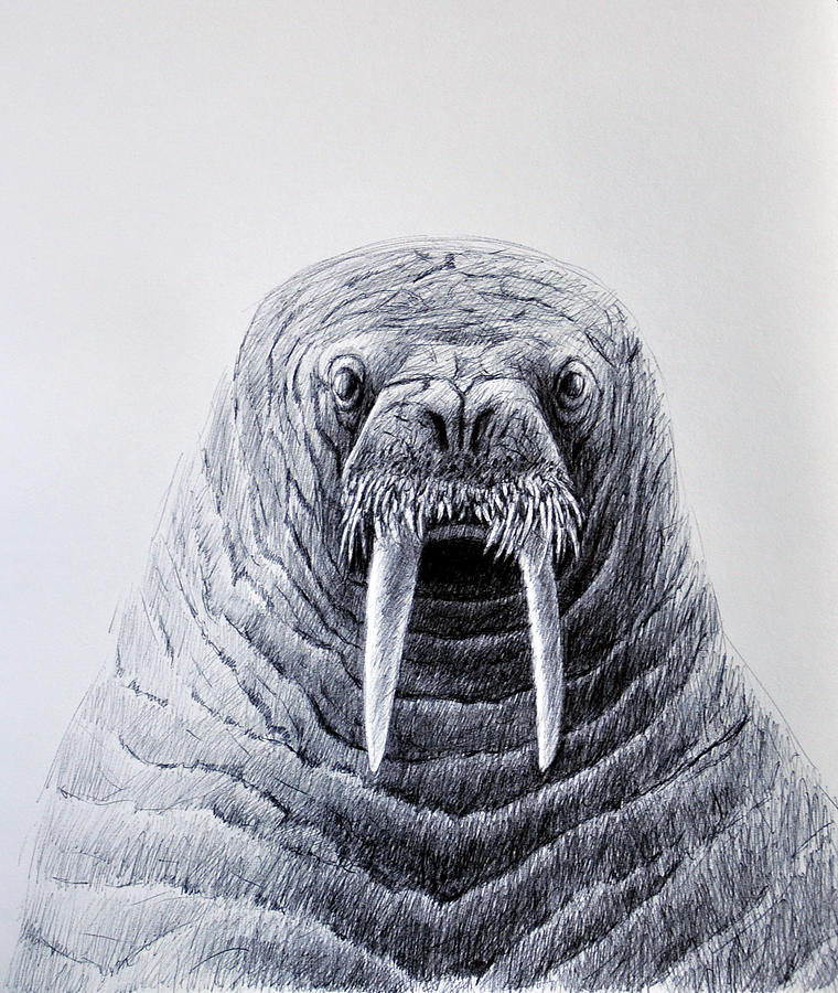 Fish Drawing - Walrus Portrait by Rick Hansen