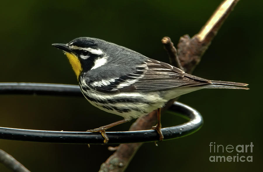 Warbler Song Bird #1 Photograph by Sandra Js