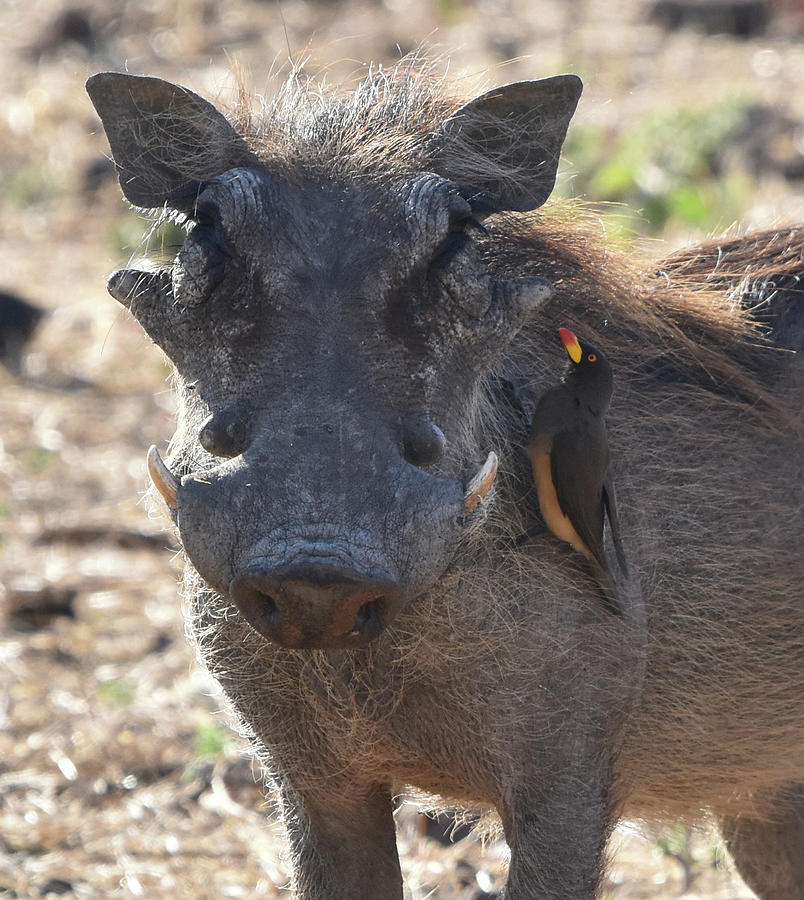 Warthog with Oxpecker #1 Photograph by Ben Foster