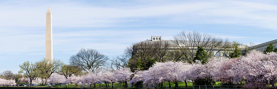 Nature Photograph - Washington Dc Cherry Blossoms And #1 by Ogphoto