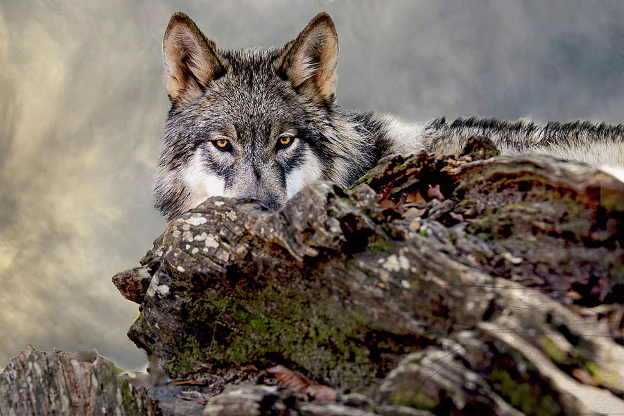 Nature Photograph - Watching Wolf #1 by Jeannee Gannuch