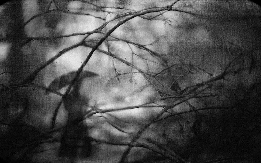Tree Photograph - Watching You... #1 by Teruhiko Tsuchida