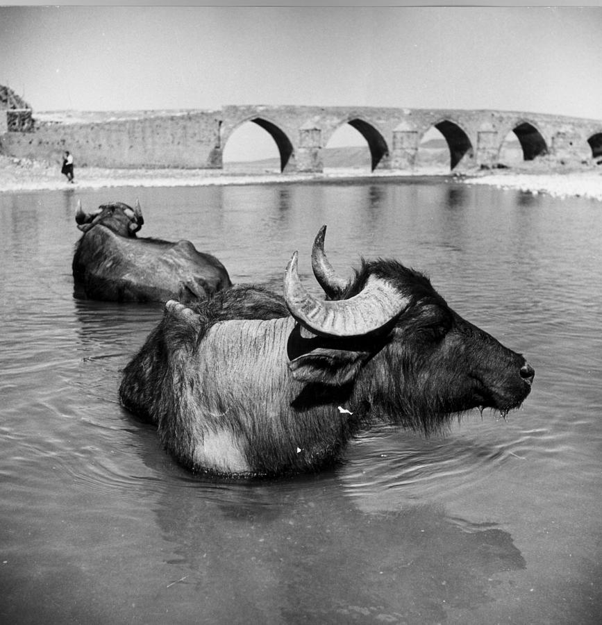 Water-buffalo #1 Photograph by George Pickow