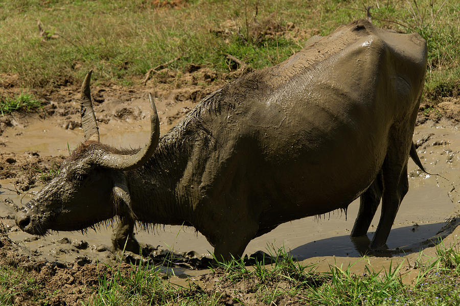 Water Buffalo In Mud At Yala National Park, Colombo, Southern Province ...