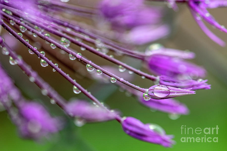 Water drops on purple onion flower by Odon Czintos Water drops on purple onion flower by Odon Czintos