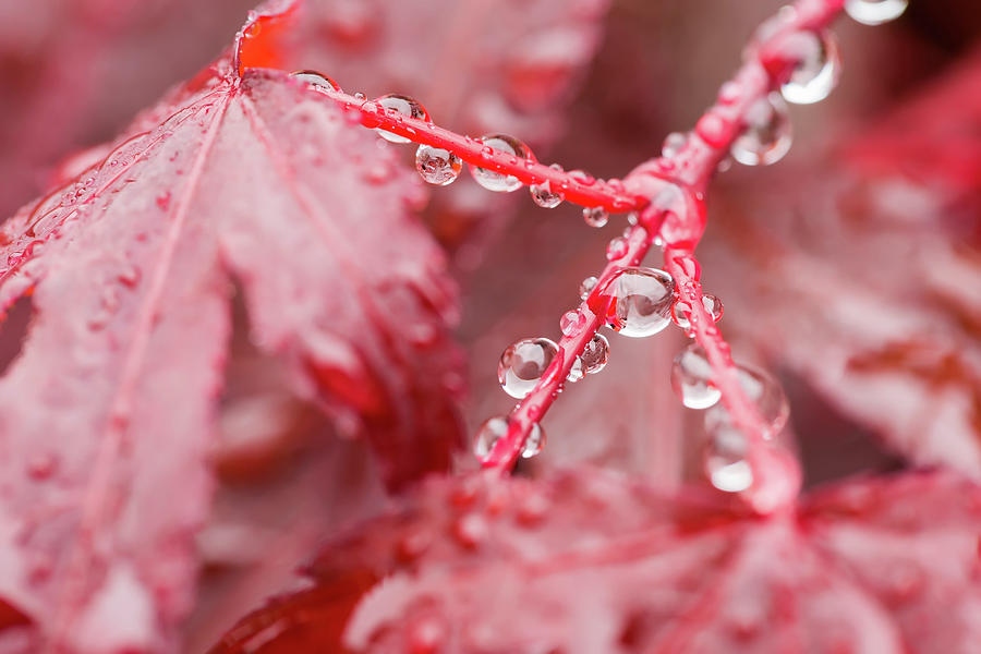 Nature Photograph - Water Drops On Red Mapple Leaf  #1 by Artush Foto