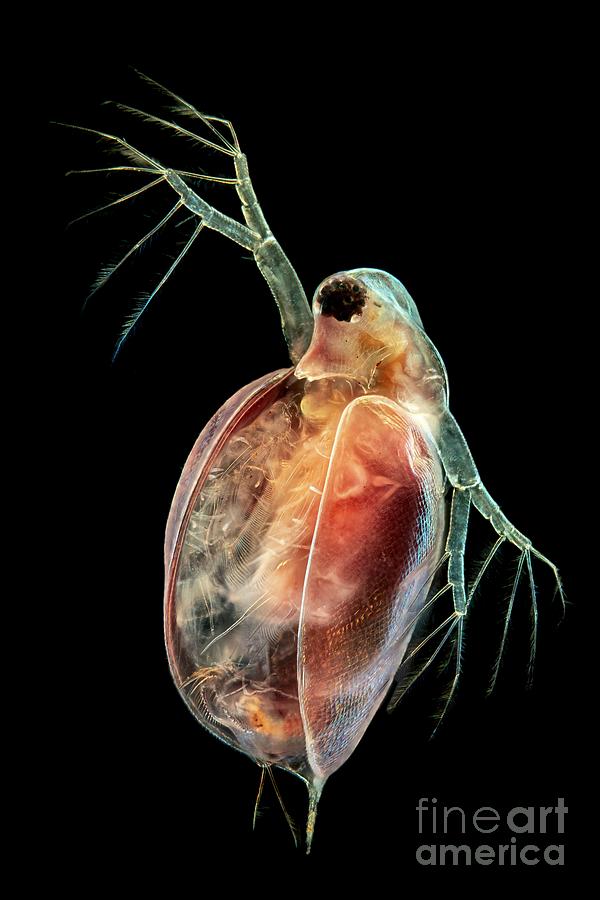 Water Flea #1 Photograph by Frank Fox/science Photo Library