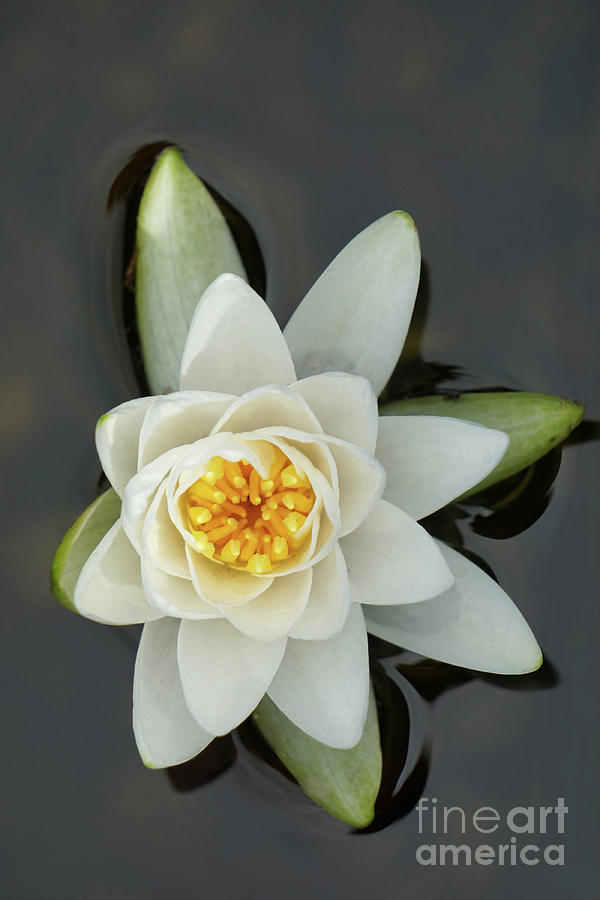 water lily II #1 Photograph by HD Connelly