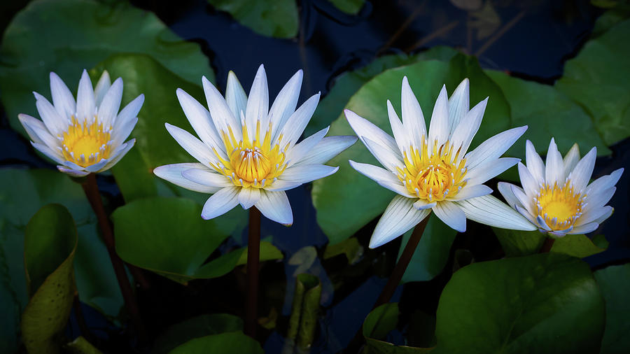 Nature Photograph - Water lily - Nymphaea sp. #1 by Francisco Herrera
