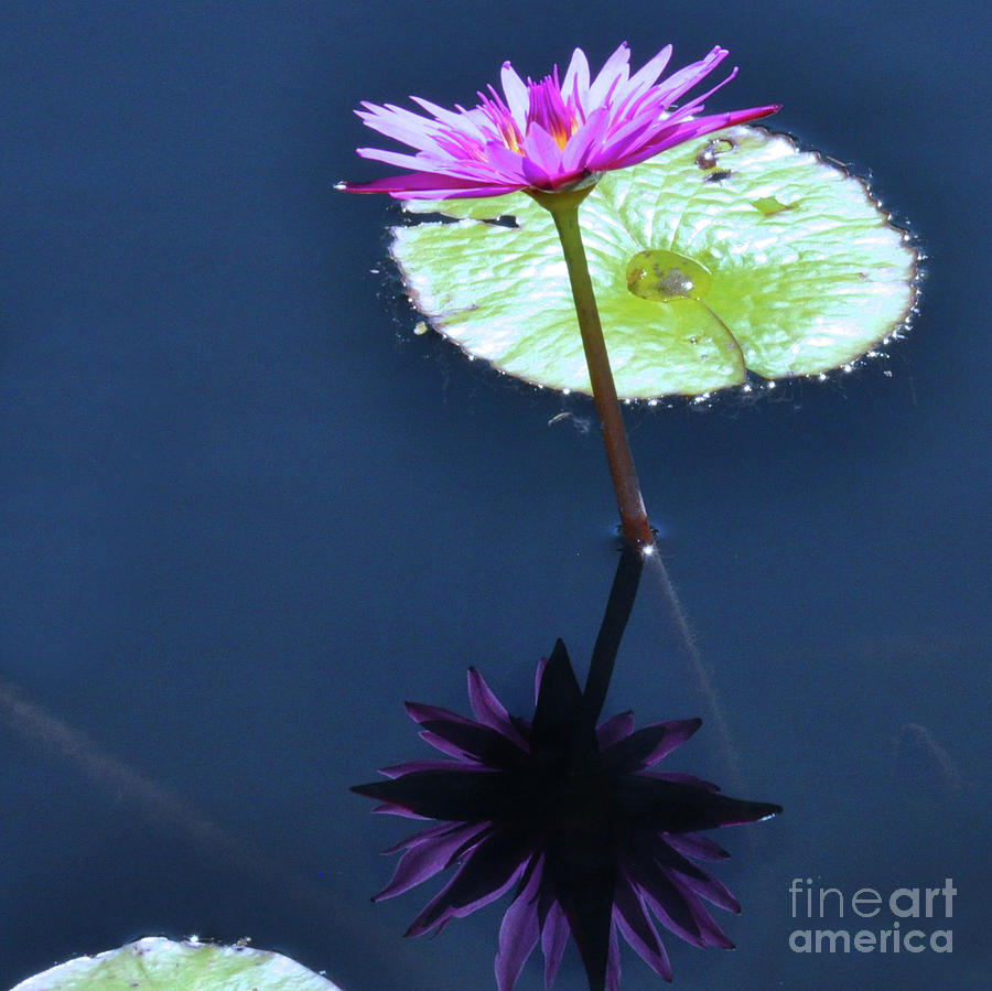 Water Lily Reflection Photograph by Elaine Manley